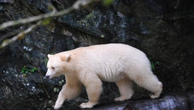 柯莫德熊拥有洁白的毛色，其实是黑熊的亚种。