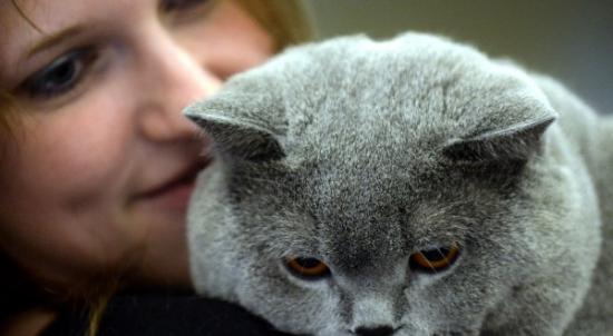 这张照片是在2013年一场在莫斯科举行的猫展所拍摄的。摄影：Vasily Maximov, AFP/Getty Images