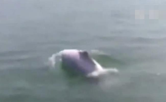 福建渔民在泉州湾大桥海域发现罕见中华白海豚
