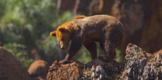 西班牙国家公园一只母棕熊冲着一只公熊怒吼