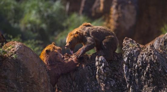 西班牙国家公园一只母棕熊冲着一只公熊怒吼