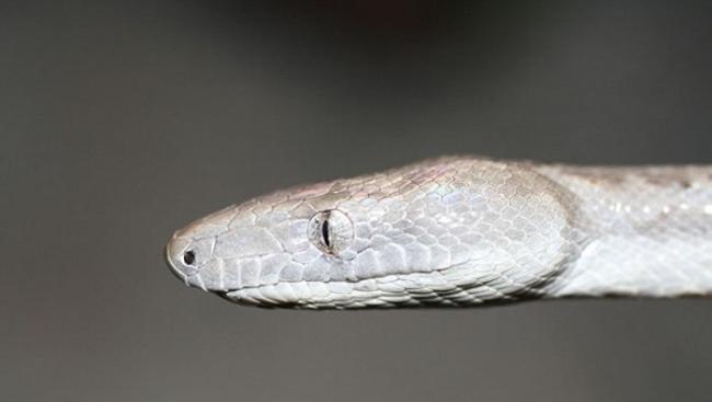 巴哈马群岛发现无毒蟒蛇新物种“康塞普申岛银蟒”