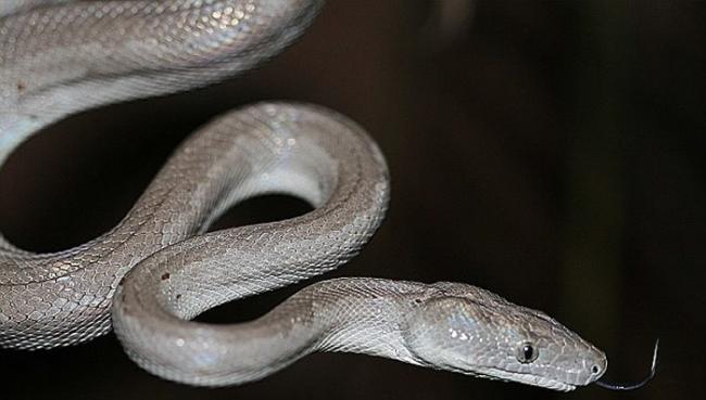 巴哈马群岛发现无毒蟒蛇新物种“康塞普申岛银蟒”