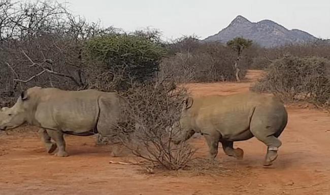 南非大象为争一堆草单挑三犀牛