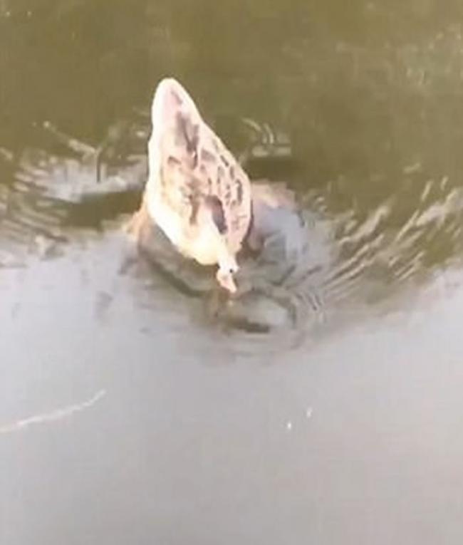 英国诺丁汉郡男子帮宠物金鱼水葬 刚放进河中就被游过来的鸭子一口吃掉