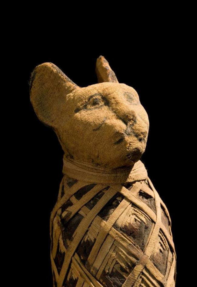 猫咪木乃伊在古埃及是非常盛行的祭品。 PHOTOGRAPH BY RICHARD BARNES, NATIONAL GEOGRAPHIC