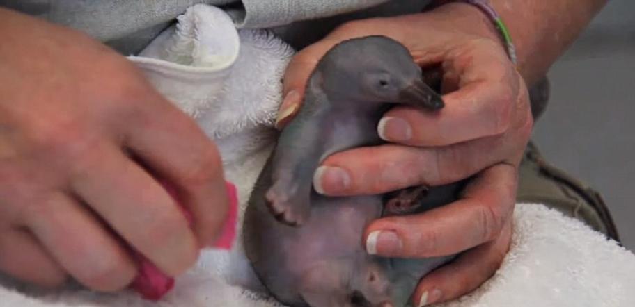 澳大利亚塔隆加动物园最迷你的针鼹鼠