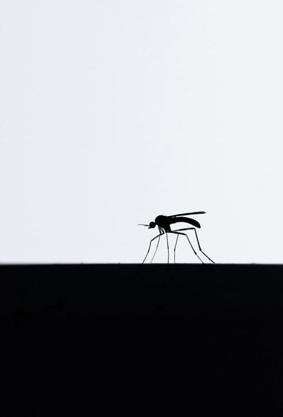 图为窗口的一只蚊子，摄于安特里姆郡，获“隐藏的英国”类一等奖。（作者：Susie Hewitt）