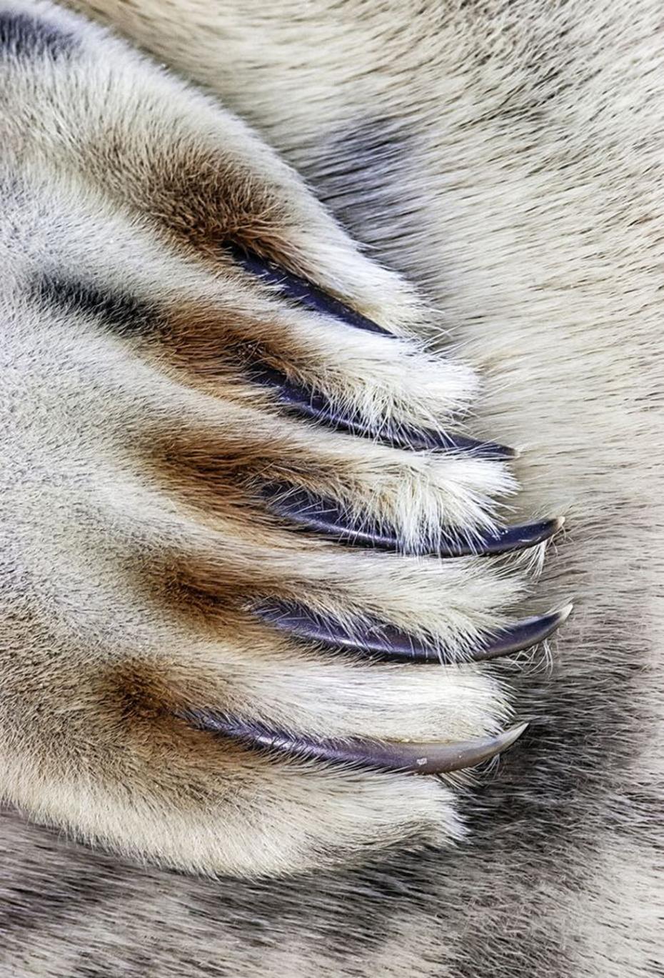 图为一只灰色的海豹爪子，摄于林肯郡，获贴近自然类一等奖。（作者：Jim Greenfield）