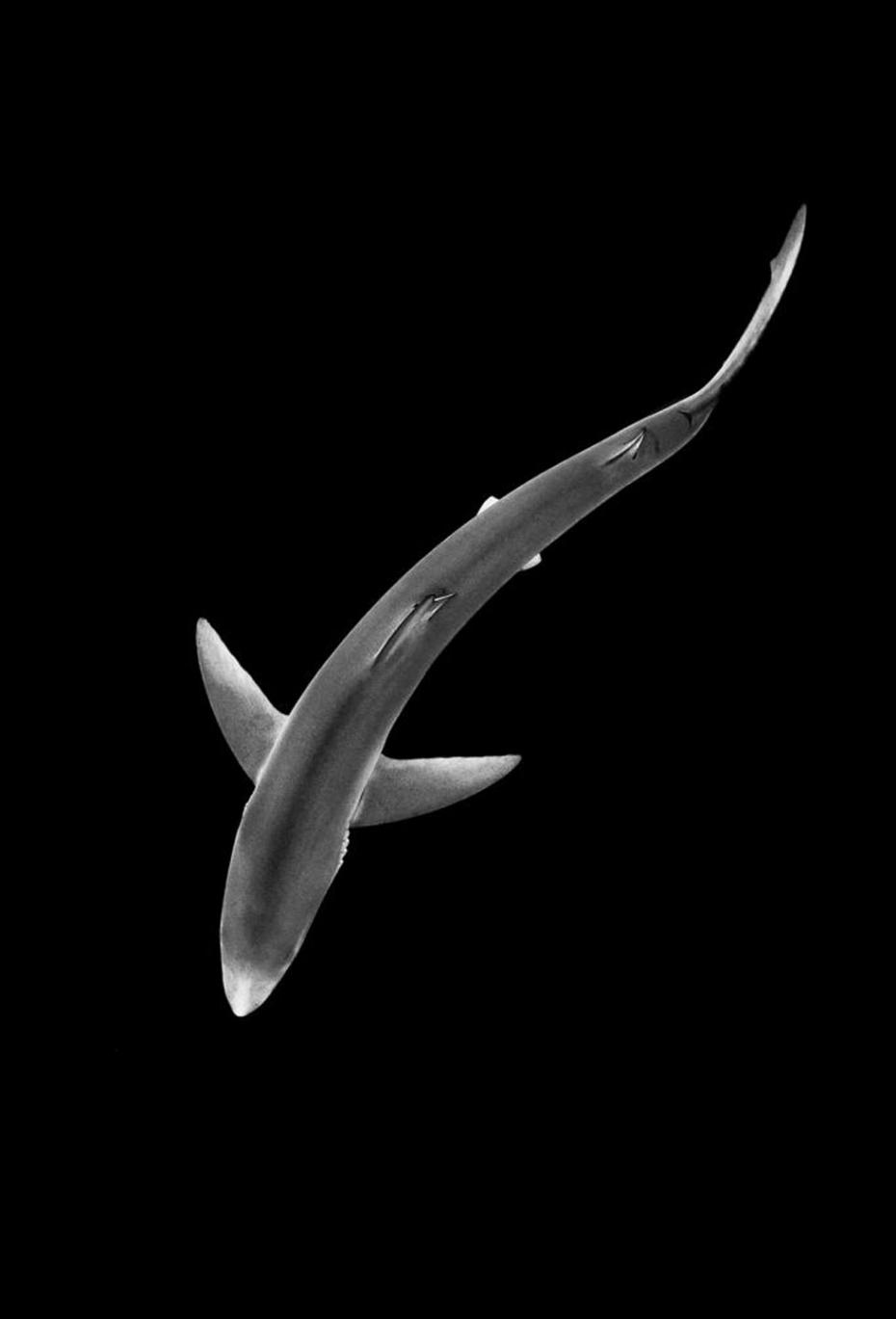 图为一只大青鲨在英国康沃尔海中游过。该作品获黑白景物组一等奖。（作者：Alexander Mustard）