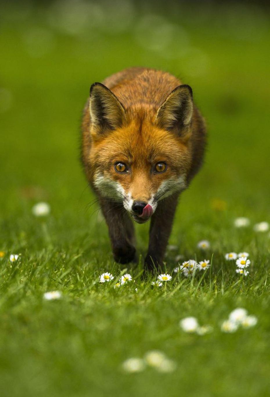 图为一只狐狸在徘徊。该作品摄于伦敦南部，获12-18岁组一等奖。（作者：Joshua Burcha）
