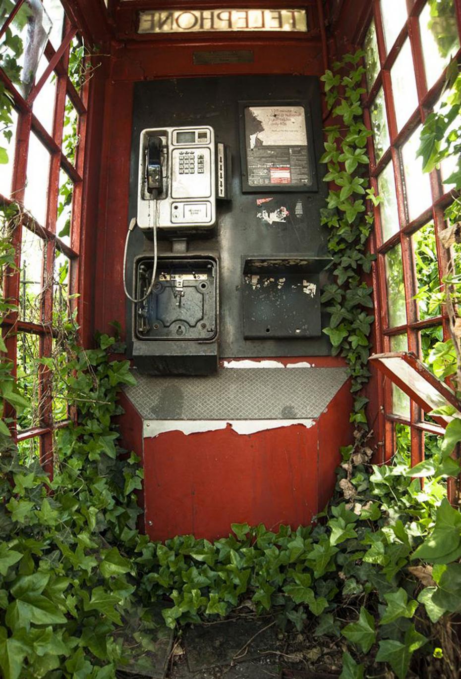 图为一只废弃的电话亭在绿草的掩映中，红色电话亭是英国的地标。该作品摄于伦敦，获英国植物类一等奖。（作者：Philip Braude）