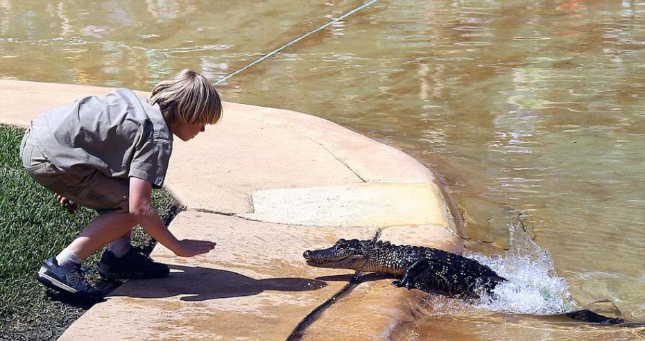 这个勇敢的10岁男孩等着幼年鳄鱼出水，在人群面前喂它食物。