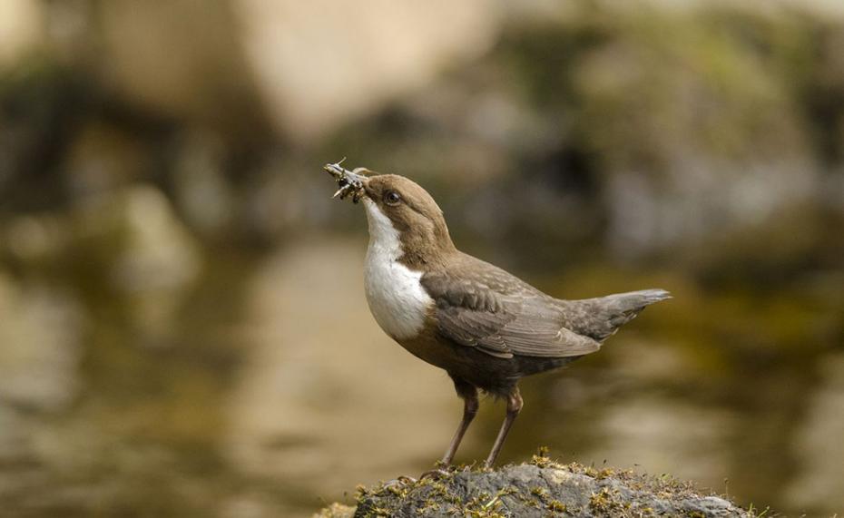图为一只河鸟嘴里衔着食物站在河边。该作品获12岁以下组一等奖。（作者：William Bowcutt）