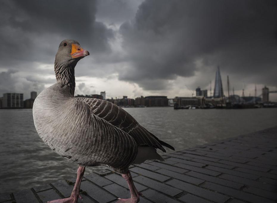 《旅行者》：伦敦暴雨来临之际，一只灰雁信步在泰晤士河边。（作者：Lee Acaster）