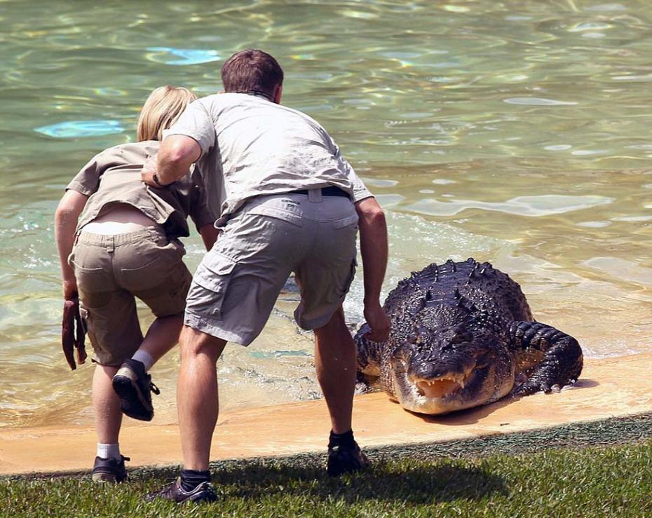 在罗伯特慢慢接近饥饿的鳄鱼时，欧文的好友、鳄鱼驯化师韦斯・曼宁（Wes Mannion）紧紧抓住罗伯特的衬衫。