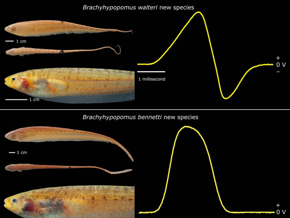 两种新鱼种与它们的放电示意图。 Courtesy John P. Sullivan, PhD, Cornell Laboratory of Ornitholog