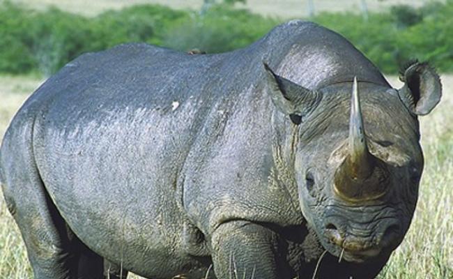 苏门答腊犀牛因盗猎活动及栖息地被破坏，而数量锐减。