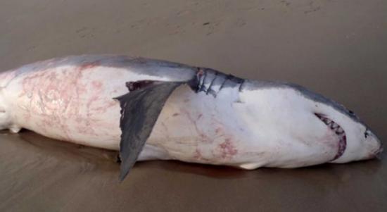 澳大利亚海滩惊现疑贪吃被巨型海狮噎死的鲨鱼尸体
