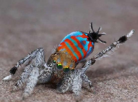 两种新种类的蜘蛛近日在澳大利亚被发现。由于它们奇特的外表，它们分别得到了“骷髅”和“闪光蛋糕”（如图）的绰号。其中，前者会利用一种类似孔雀开屏的动作吸引配偶。两