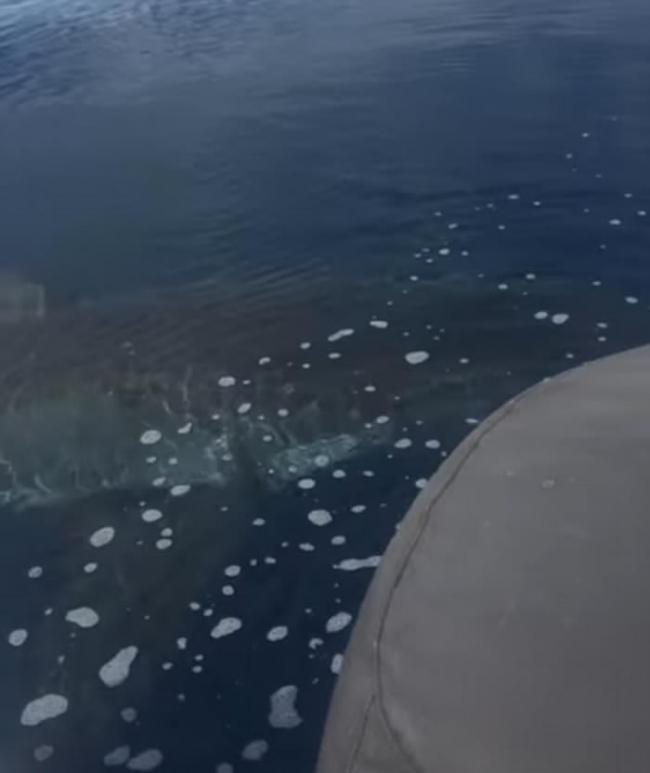 澳洲巴瑟尔顿父子出海垂钓遇巨大大白鲨 吓得相机都拿不稳