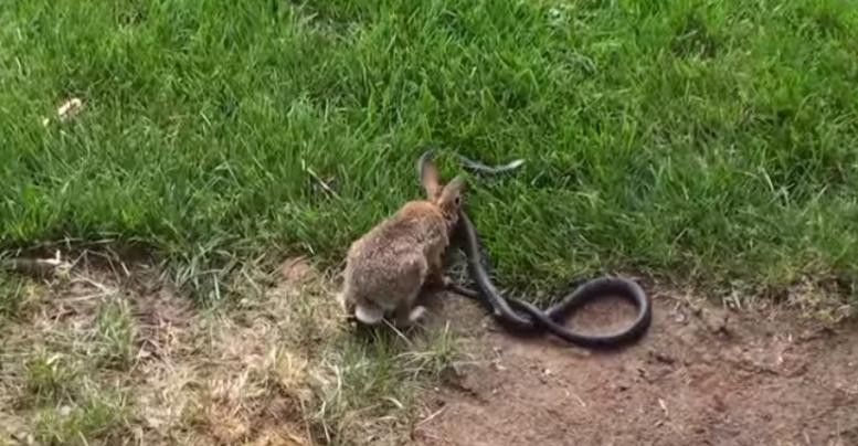 棉尾兔妈妈为保护宝宝攻击黑游蛇