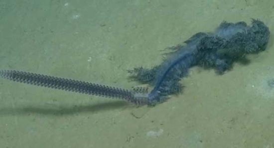 美国海洋学家在墨西哥湾发现罕见紫色管水母