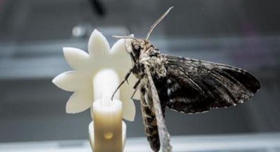 一只天蛾附着在一个机器花上，该花被用来研究天蛾在弱光情况下追踪移动中花朵的能力。该研究表明，天蛾能在持续进行高难度作业的同时以减缓其脑中的视觉感受过程来改善其在