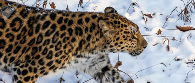 远东豹给俄罗斯滨海边疆区“豹之乡”国家公园出难题：三年拍不到全貌