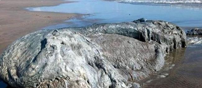 墨西哥海滩出现一具巨型神秘海洋生物尸体
