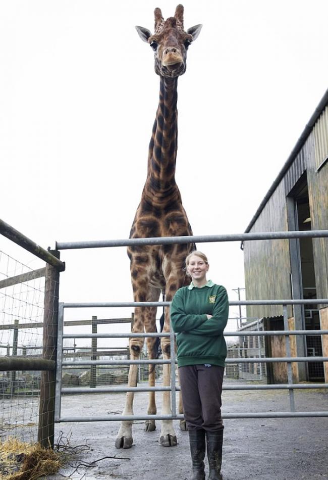 英国动物园一只长颈鹿身高达5.8米，可能成为世界上最高的长颈鹿