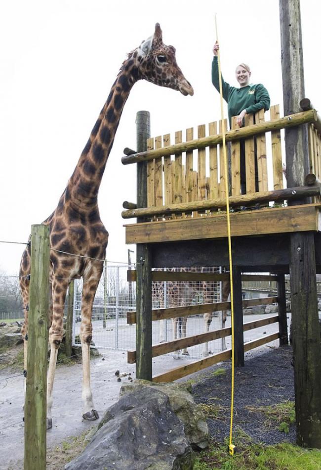 英国动物园一只长颈鹿身高达5.8米 可能成为世界上最高的长颈鹿
