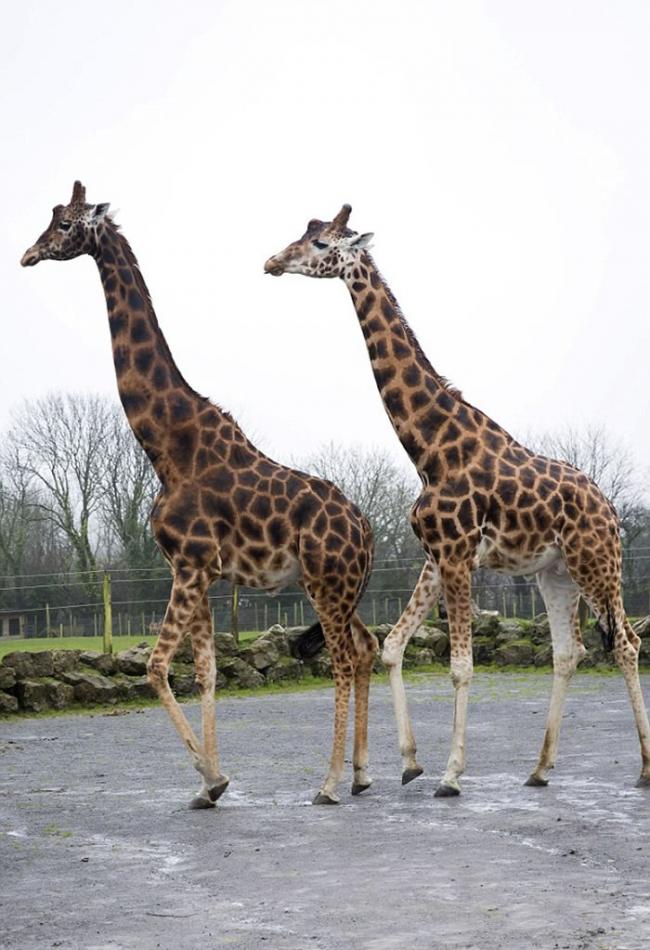 英国动物园一只长颈鹿身高达5.8米，可能成为世界上最高的长颈鹿