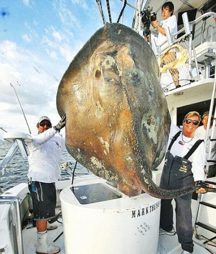 美国佛罗里达州海岸捕捉到一头罕见巨型克拉克氏鳐