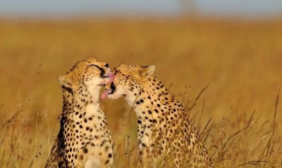 一只成年雌性猎豹正在亲吻它的孩子