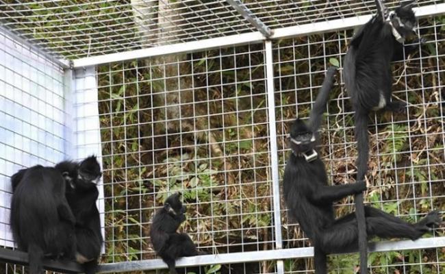 5只人工繁殖的黑叶猴被带到大明山保护区野放。