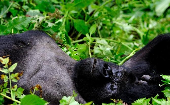 这只卢旺达的猩猩，正躺草地上休息。