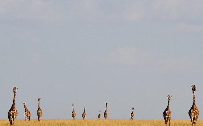 一排长颈鹿正向前走。