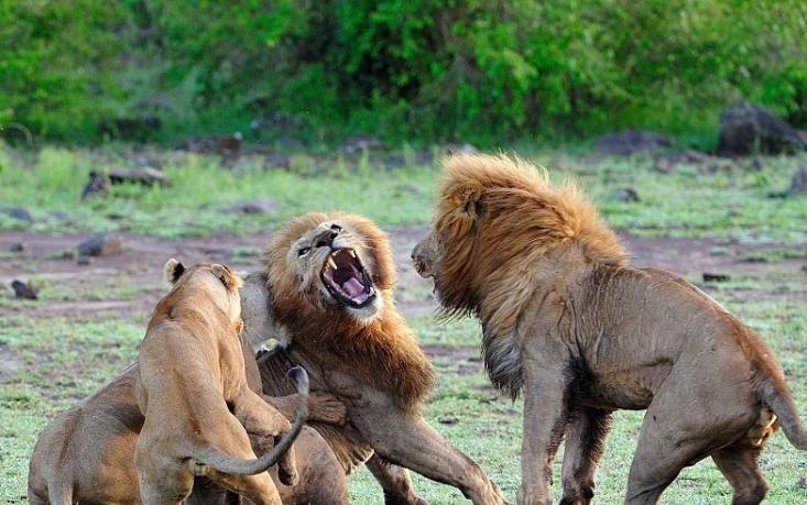 雌狮(左)正在攻击雄狮。