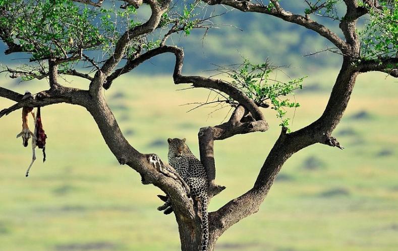 肯尼亚一只雄豹爬在树上，树枝上吊着它捕获的猎物。