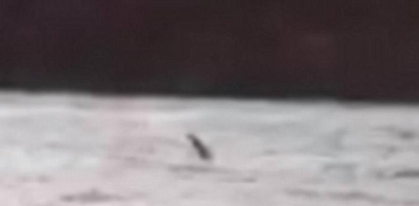 这段视频是距离尼斯湖岸152米处拍摄的，显示水怪长着细长脖颈和头部。