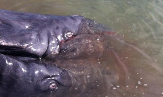 墨西哥海岸发现一对已死亡的连体灰鲸