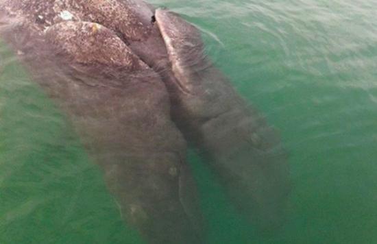 墨西哥海岸发现一对已死亡的连体灰鲸