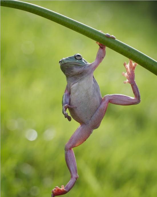 印尼摄影师捕捉到小树蛙“健身”的可爱一幕