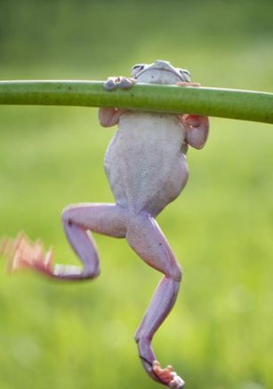 印尼摄影师捕捉到小树蛙“健身”的可爱一幕