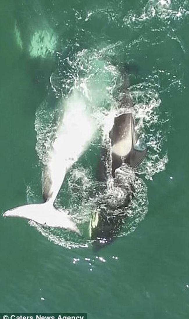 俄罗斯西伯利亚对开海域杀人鲸群起猎杀小须鲸