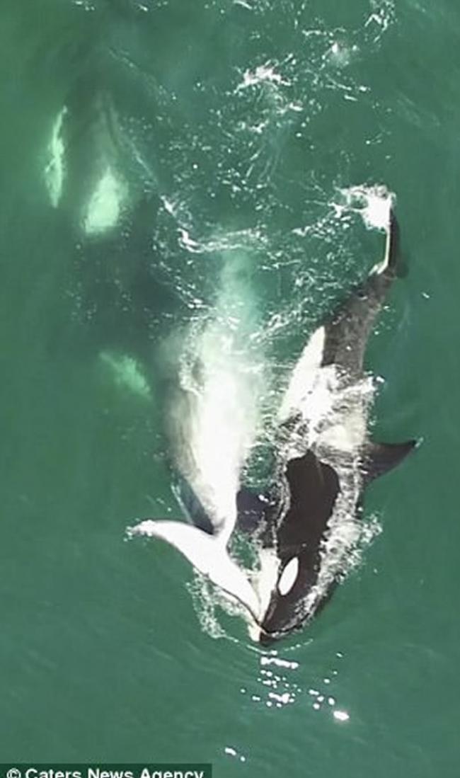 俄罗斯西伯利亚对开海域杀人鲸群起猎杀小须鲸