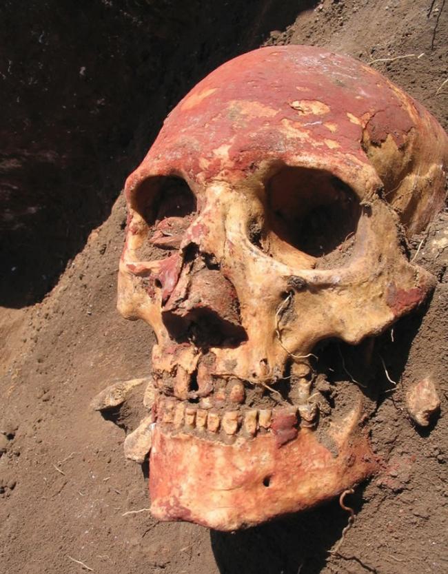 在中亚细亚一个青铜时代人类头骨，发现早期鼠疫病株。