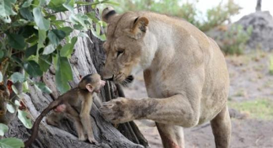 博茨瓦纳一只母狮子杀死母狒狒后逗弄小狒狒