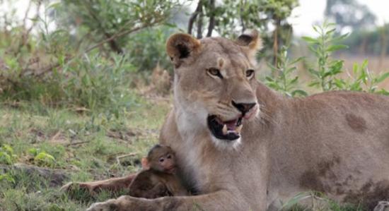 博茨瓦纳一只母狮子杀死母狒狒后逗弄小狒狒
